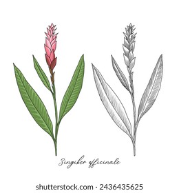vector drawing ginger plant , Zingiber officinale, hand drawn illustration of medicinal plant