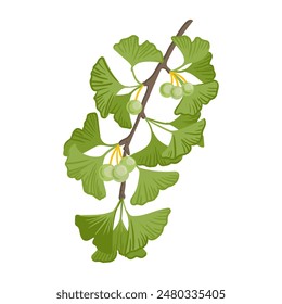 vector drawing gingko, ginkgo tree branch with fruits and green leaves isolated at white background, hand drawn illustration