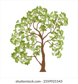 vector drawing gingko, ginkgo tree with fruits and green leaves isolated at white background, hand drawn illustration