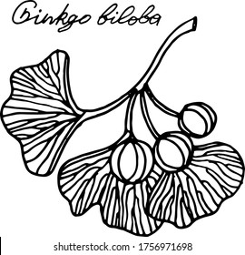 Vector drawing of ginkgo biloba. Relic plant. Nature. Sketch, illustration. decorative