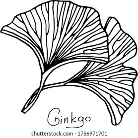 Vector drawing of ginkgo biloba. Relic plant. Nature. Sketch, illustration. decorative