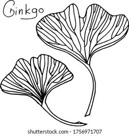 Vector drawing of ginkgo biloba. Relic plant. Nature. Sketch, illustration. decorative