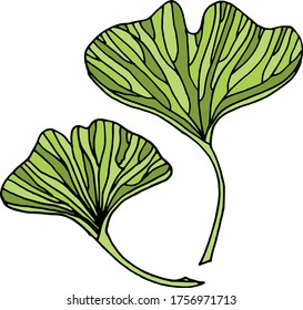 Vector drawing of ginkgo biloba. Relic plant. Nature. Sketch, illustration. decorative