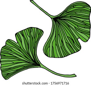 Vector drawing of ginkgo biloba. Relic plant. Nature. Sketch, illustration. decorative