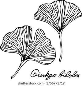 Vector drawing of ginkgo biloba. Relic plant. Nature. Sketch, illustration. decorative