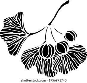 Vektorgrafik von Ginkgo-Biloba. Relische Pflanze. Die Natur. Skizze, Illustration. dekorativ