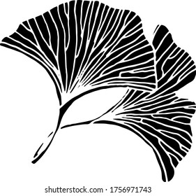 Vector drawing of ginkgo biloba. Relic plant. Nature. Sketch, illustration. decorative