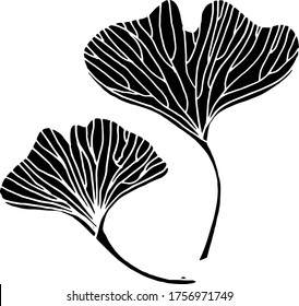 Vector drawing of ginkgo biloba. Relic plant. Nature. Sketch, illustration. decorative