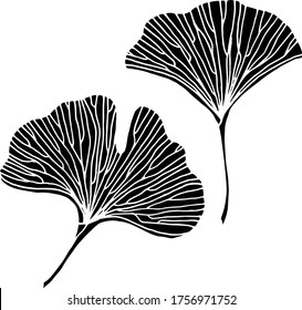 Vector drawing of ginkgo biloba. Relic plant. Nature. Sketch, illustration. decorative