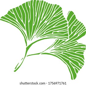 Vector drawing of ginkgo biloba. Relic plant. Nature. Sketch, illustration. decorative