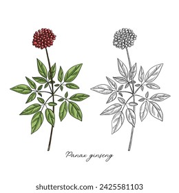vector drawing ginseng plant with berries, Panax , hand drawn illustration