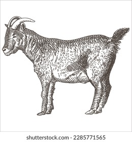 A vector drawing of a goat.