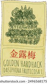 Vektorgrafik GOLDEN HARDHACK auf Chinesisch. Handgezeichnete Abbildung. Der lateinische Name ist DASIPHORA FRUTICOSA L.
