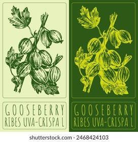 Vector drawing GOOSEBERRY. Hand drawn illustration. The Latin name is RIBES UVA-CRISPA L.
