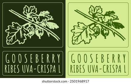 Vector drawing GOOSEBERRY. Hand drawn illustration. Latin name is RIBES UVA-CRISPA L.
