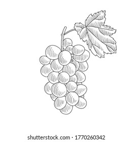 vector drawing grape, Vitis vinifera, hand drawn illustration of medicinal plant
