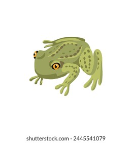 vector drawing grass frog isolated at white background, hand drawn illustration