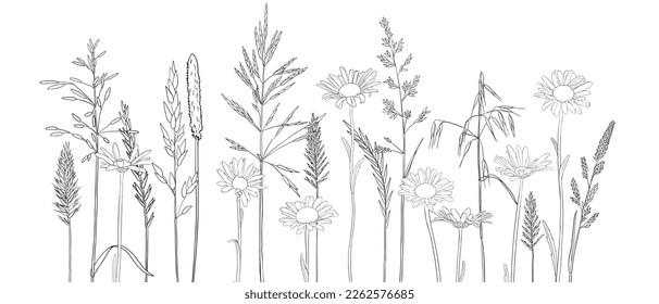 vector drawing grass plants and daisies, line drawing floral elements, hand drawn illustration