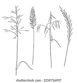 vector drawing grass plants, line drawing floral elements, hand drawn illustration