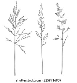 vector drawing grass plants, line drawing floral elements, hand drawn illustration