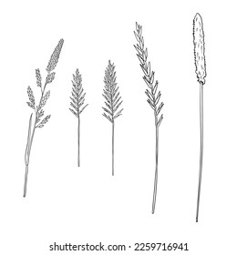 vector drawing grass plants, line drawing floral elements, hand drawn illustration