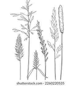 vector drawing grass plants, line drawing floral elements, hand drawn illustration