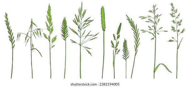 vector drawing grass plants, line drawing floral elements, hand drawn illustration