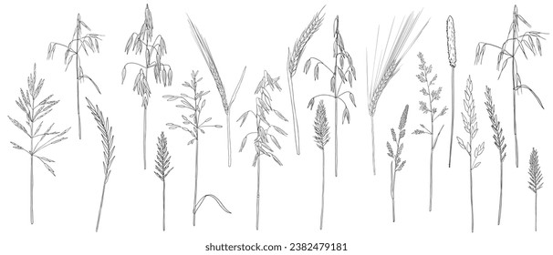 vector drawing grass plants, line drawing floral elements, hand drawn illustration