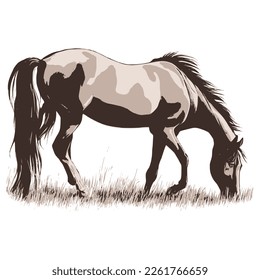 Vector drawing of a grazing horse, pet, rural life