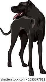 Vector drawing of Great Dane staying on white background