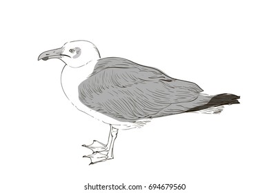 vector drawing of a great white Seagull