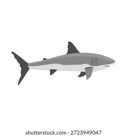 vector drawing great white shark isolated at white background, hand drawn illustration