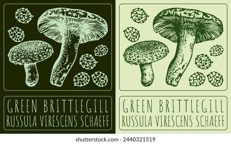 Vector drawing GREEN BRITTLEGILL. Hand drawn illustration. The Latin name is RUSSULA VIRESCENS SCHAEFF.
