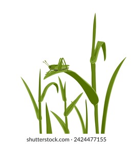 vector drawing green grass and grasshopper at white background, floral border, hand drawn botanical illustration