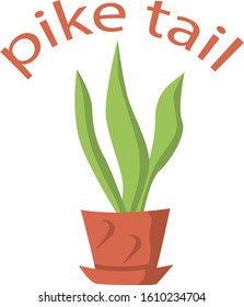 Vector drawing green indoor flowers pike tail in pots on a white isolated background