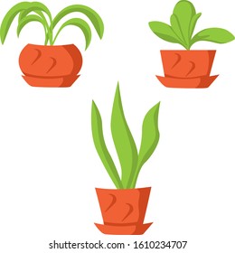 Vector drawing green indoor flowers in pots on a white isolated background, orchid, pike tail, spathiphyllum