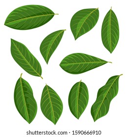 vector drawing green leaves, isolated floral elements at white background, hand drawn illustration