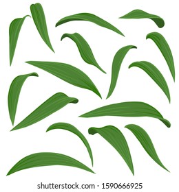 vector drawing green leaves of lilies, isolated floral elements at white background, hand drawn illustration