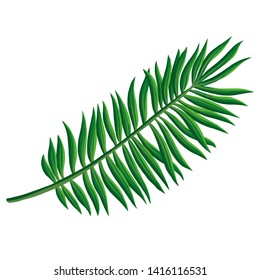 vector drawing green palm leaf, botanical illustration, hand drawn floral jungle element