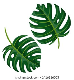vector drawing green palm leaves, monstera, botanical illustration, hand drawn floral jungle element