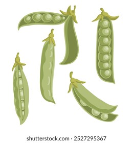 vector drawing green pods of pea, vegetables at white background, hand drawn illustration