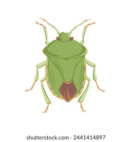 vector drawing green shield bug, Palomena prasina, hand drawn insect isolated at white background