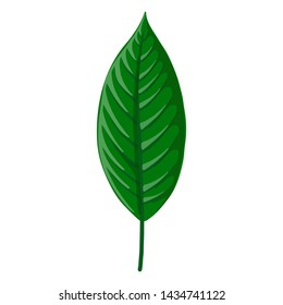 vector drawing green tropical leaf of Heliconia, botanical illustration, hand drawn floral jungle elements