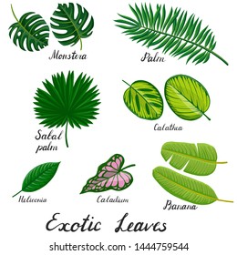 vector drawing green tropical leaves, botanical illustration, hand drawn floral jungle elements