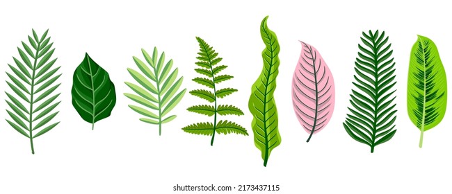 vector drawing green tropical leaves isolated at white background , hand drawn illustration