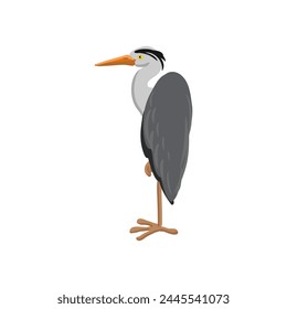 vector drawing grey heron, wild bird isolated at white background, hand drawn illustration