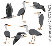 vector drawing grey herons, wild birds isolated at white background, hand drawn illustration