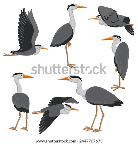 vector drawing grey herons, wild birds isolated at white background, hand drawn illustration