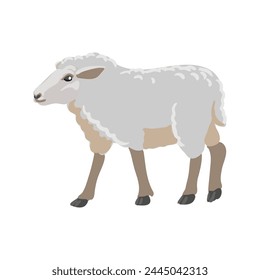 vector drawing grey sheep, farm animal isolated at white background, hand drawn illustration