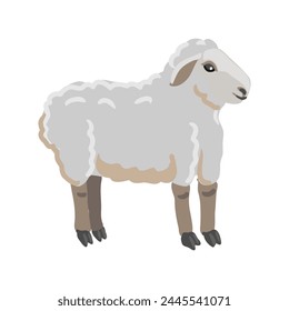 vector drawing grey sheep, farm animal isolated at white background, hand drawn illustration